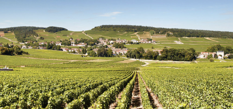Dégustez les grands vins de Bourgogne au domaine du château de Chamirey à Mercurey